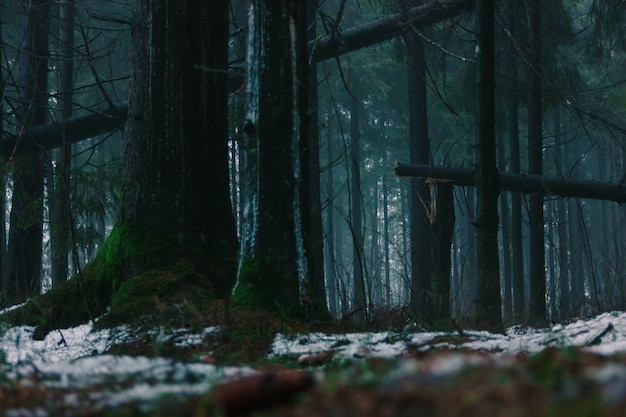 Dark natural coniferous damp forest in the daytime. Broken trees, fallen leaves, moss and snow.