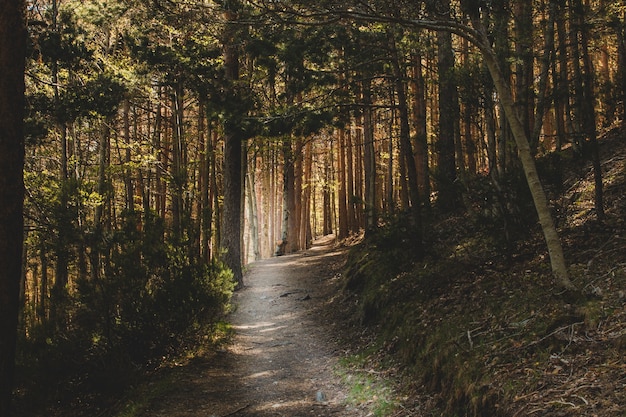 Foto percorso scuro nella foresta