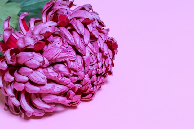 Темно-розовый цветок хризантемы на розовом изолированном фоне для дизайна