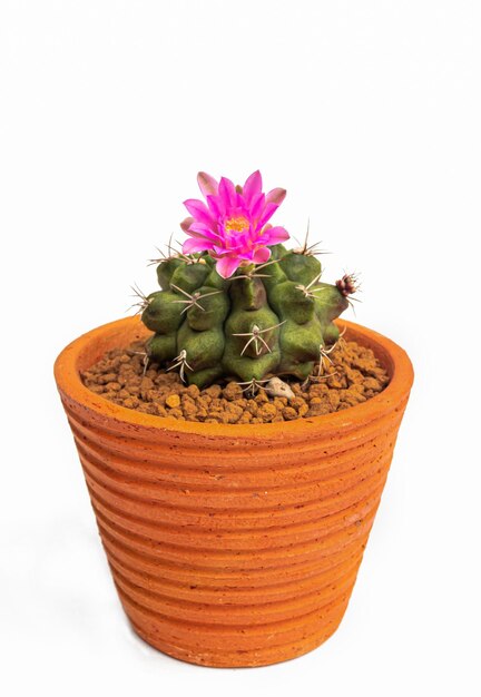 Dark pink or light red flowers of a cactus or cacti in clay pot Clump of cactus in a small pot Greenhouses to raise plants in houses shooting in the studio Black background