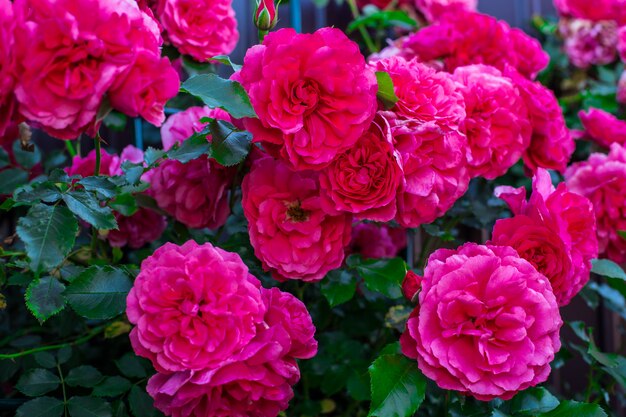 庭の濃いピンクのバラ