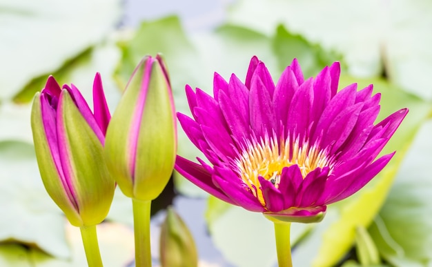 Foto ninfea rosa scuro o fiore di loto.