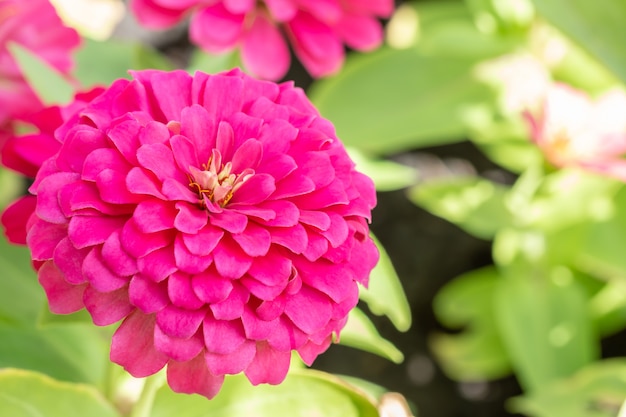 Dark pink zinnia flower. 