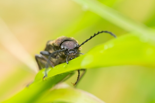 写真 植物の上に座っている濃い紫色のカブトムシ（ctenicera pectionicornis）。