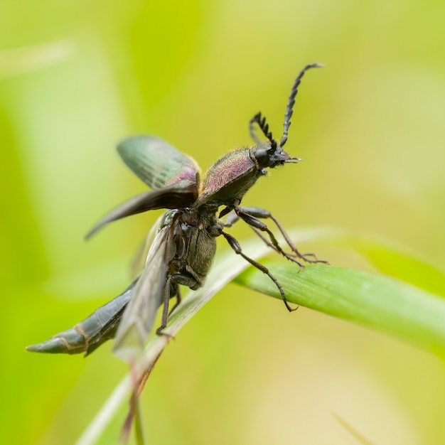 어두운 보라색 딱정벌레 (Ctenicera pectionicornis)는 식물에 앉아.