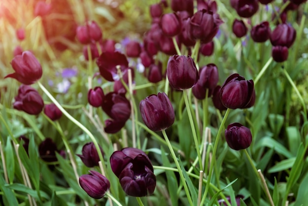 Dark purple or black tulips field with sun low lighting