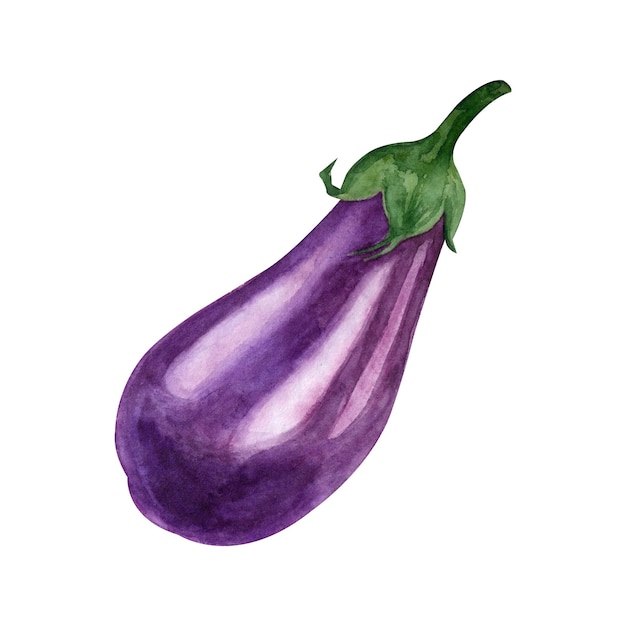 Dark purple eggplant on a white background handpainted in watercolor