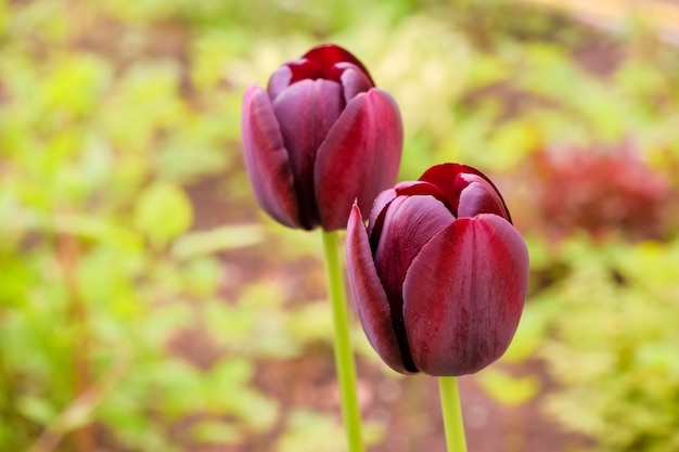 庭に濃い紫色のチューリップの花。4月に公園に咲く濃い紫色のほぼ黒のトライアンフチューリップブラックジャック。花壇に珍しい色のチューリップ。