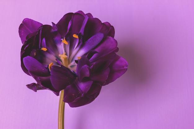 Dark purple tulip on a pink background