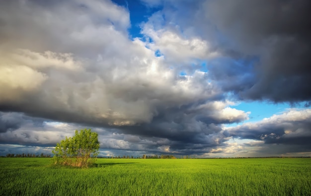 Dark rainy clouds, field with green wheat and lonely tree