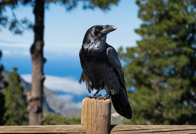 Dark raven standing on the fence in the wild