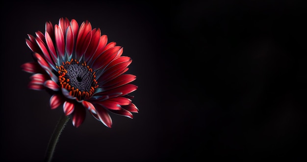 Dark red anemon flower in black background