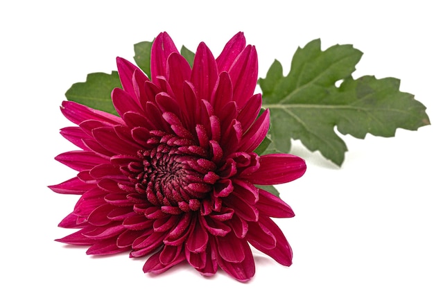 Dark red chrysanthemum flower isolated on white background