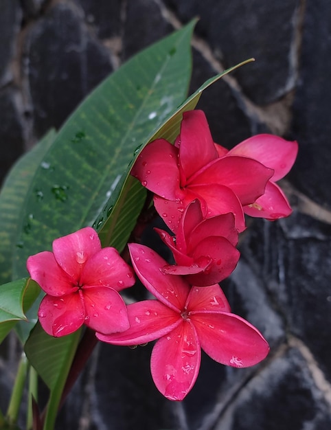 Dark red frangipani flower with long green leaves