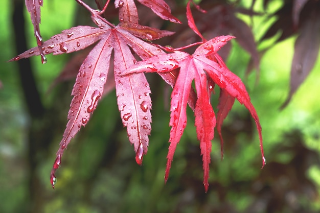 Dark red maple tree leaves in autumn japanese maple tree leaves on green background