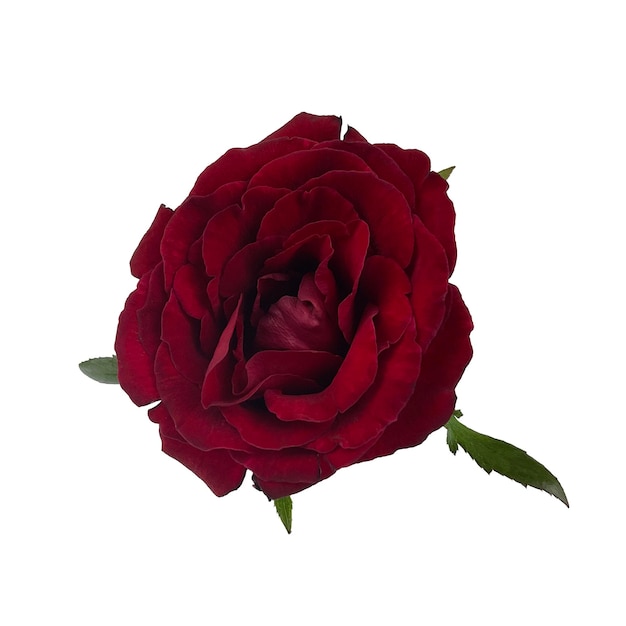 Premium Photo | Dark red rose top view