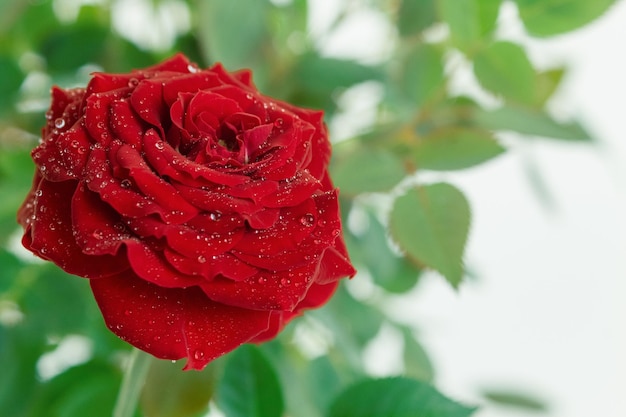 A dark red rose with green leaves and dew drops on a light background