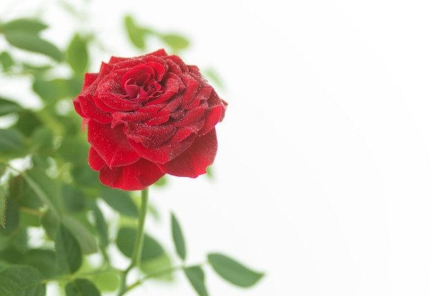 A dark red rose with green leaves and dew drops on a light background