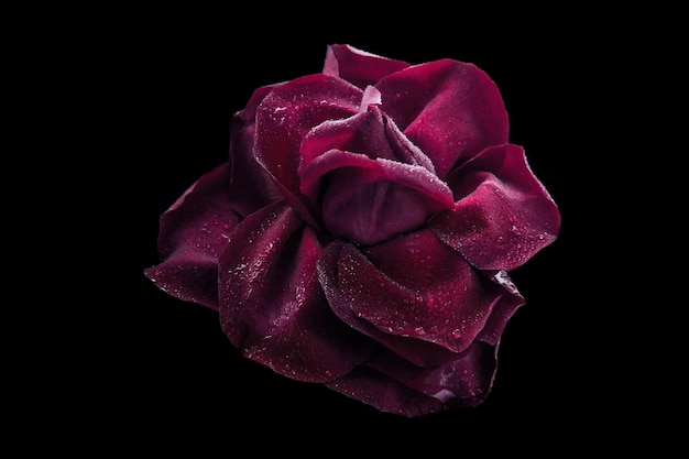 사진 검은색 바탕에 물방울이 있는 어두운 빨간색 장미