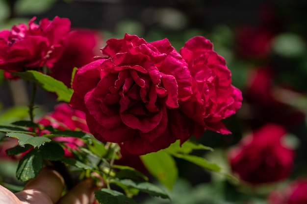 Dark red roses blooming close up