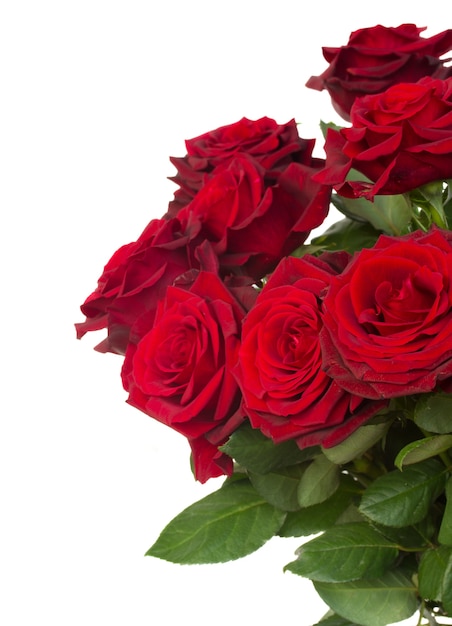 Dark red roses close up isolated