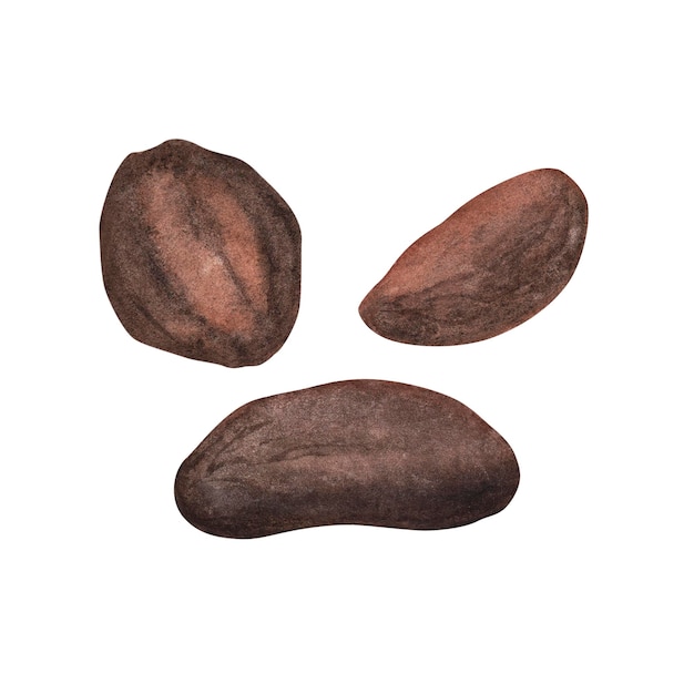 Dark ripe cocoa beans set with texture isolated on white background Watercolor hand drawn illustration Art for design