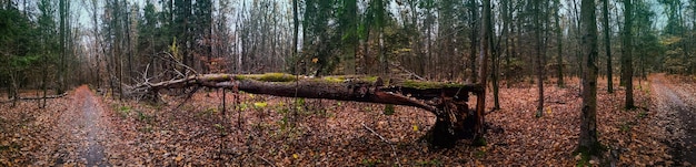 Dark scary night autumn forest wide horizontal format banner Divine magnificent dense woodland panoramic web banner