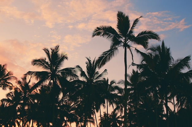 Photo dark silhouettes of coconut palm trees against colorful sunset sky