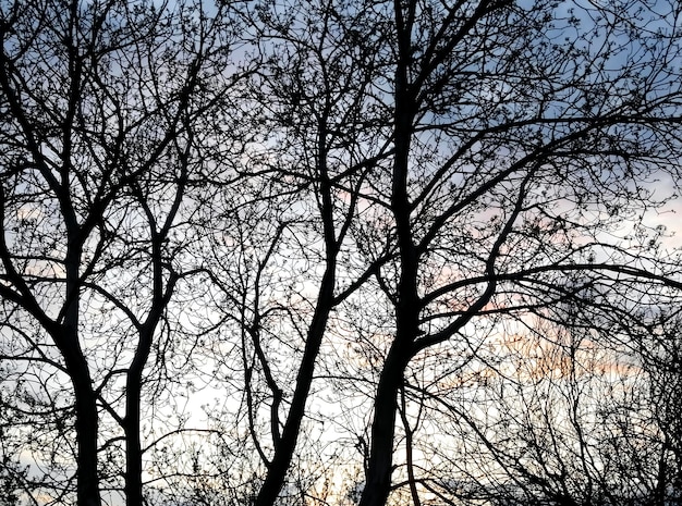 Dark silhouettes of trees against the evening sky Beautiful trees in spring against the sky