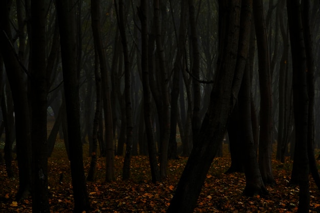 Foto alberi di sagome scure cupa foresta autunnale