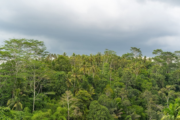 雨の前の暗い空、バリのエキゾチックなジャングルで育つ緑の植物ストックフォト