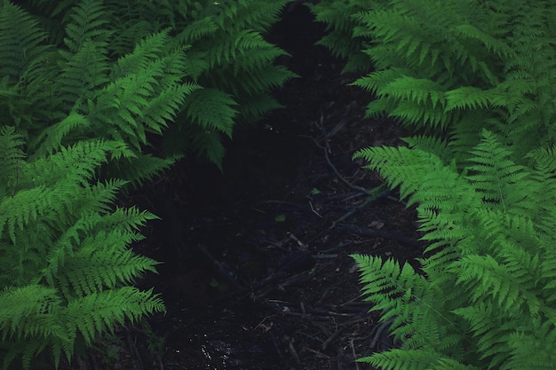 Dark space for your text between large bushes of green fern.