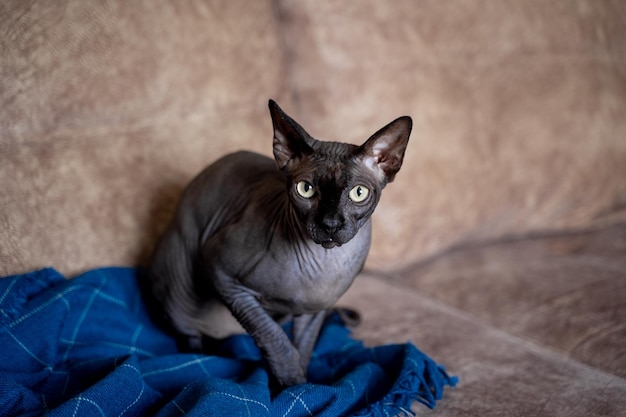 Dark sphynx cat with yellow eyes sits on a sofa