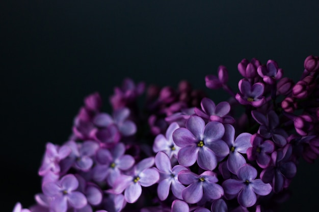 Dark spring lilac violet flowers