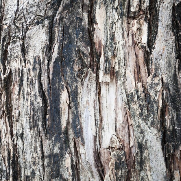 Dark tree bark