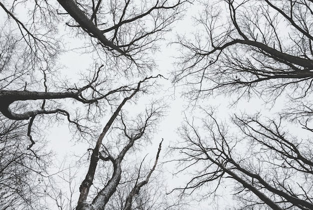 Dark trees, arranged in a circle, without leaves on dark sky