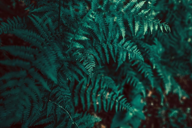 Dark vintage photo of fern leaves