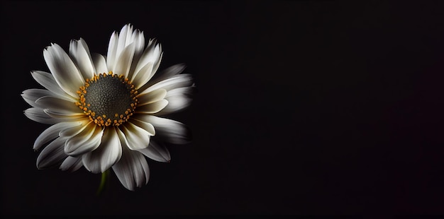 Dark white Anemon flower in black background