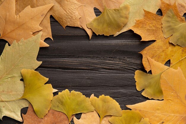 Photo dark wooden background for text with a frame of fallen autumn leaves of maple sycamore ginkgo biloba oak flat lay