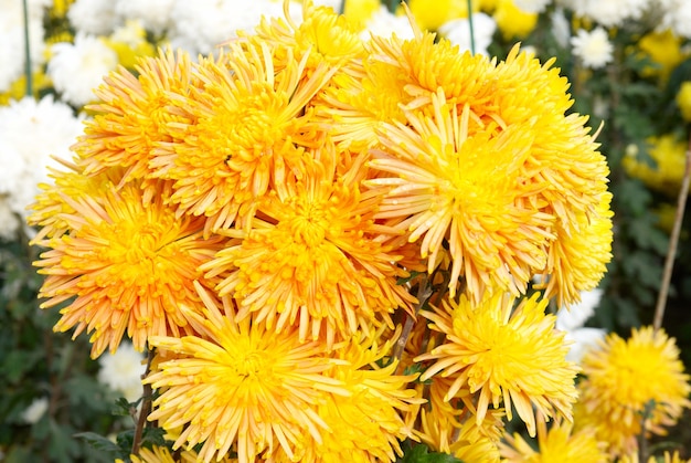 Dark yellow chrysanthemums.