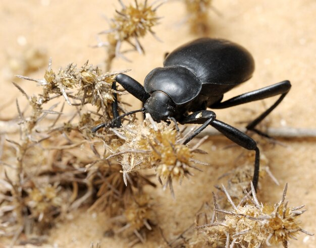 Foto scarabeo scuro sulla sabbia