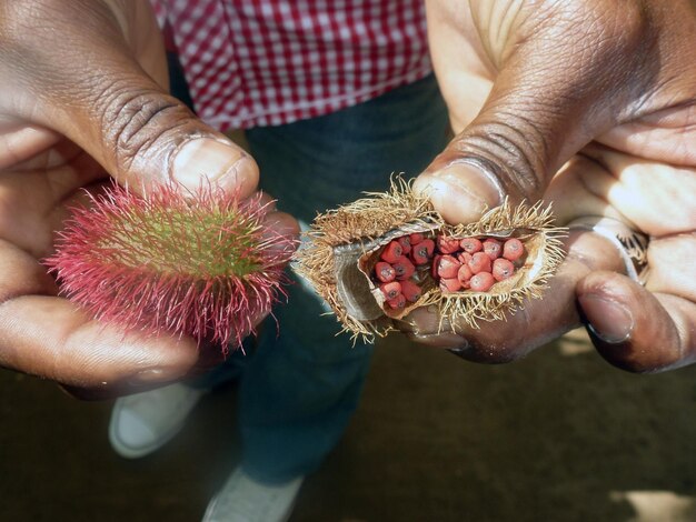 Photo a darkskinned man shows an annatto fruit which is a natural dye closeup view from above