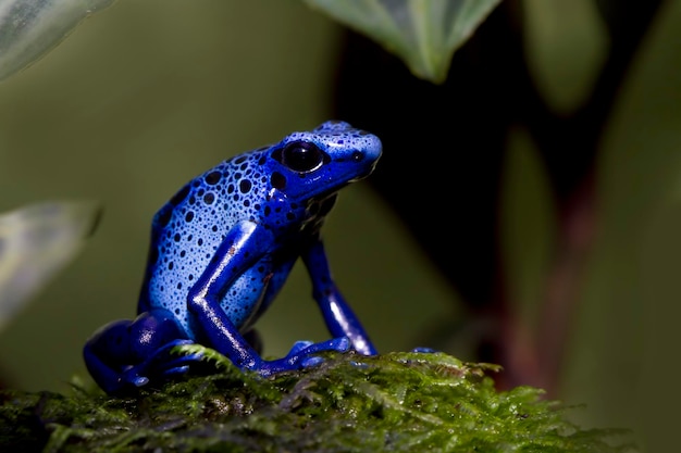 Dart kikker dendrobates tinctorius azureus close-up op mos