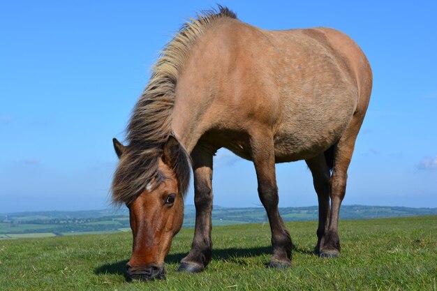 Dartmoor pony in de zomer grazen op Whitchurch Common in Dartmoor National Park Devon Engeland