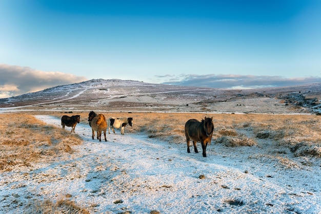 dartmoor pony&#39;s