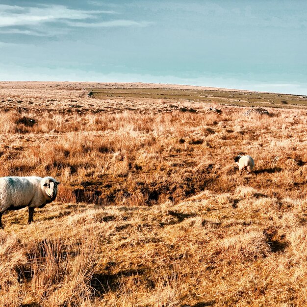 Photo dartmoor roaming sheep