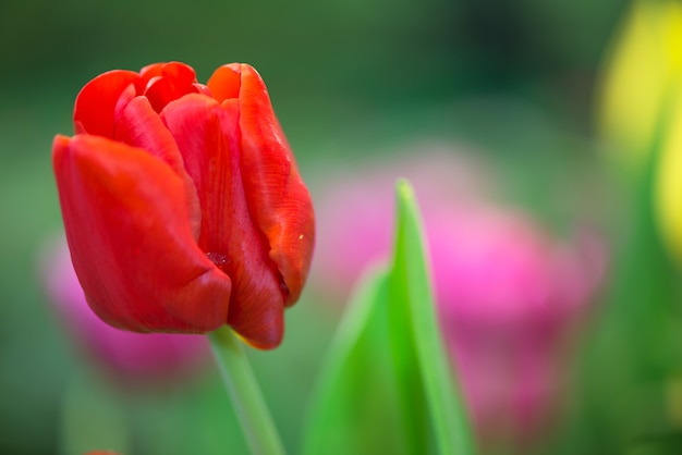 Tulipani rossi ibridi di darwin in un'aiuola