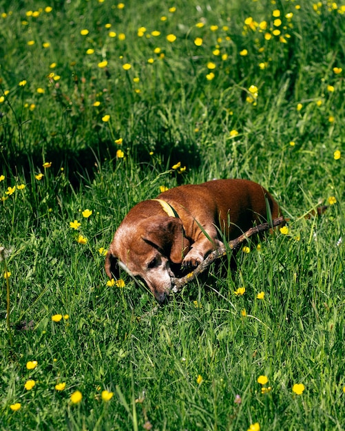 Photo daschund dog is playing with with wooden stick on the green grass in the park