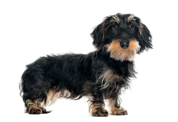 Daschund standing and looking at the camera, isolated on white