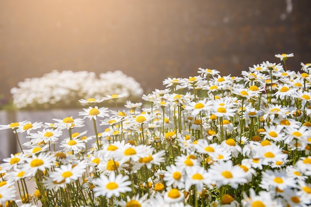 Dasie bloem in plant in de tuin